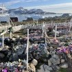 Friedhof mit Grabkreuzen: Das Christentum gehört für viele Menschen in Grönland fest zu ihrem Leben und Sterben. (Foto: Philipp Clemenz)
