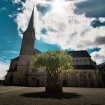 Der Baum der Hoffnung auf dem Münsterhof wächst