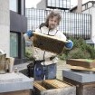 Vom stressigen Bau zu den fleissigen Bienen