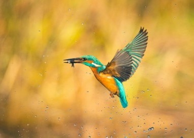 Erkennt man ein paar Vogelarten, wird jeder noch so öde Spazierweg zum erquickenden Naturerlebnis.