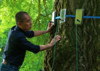  «Silent Friend»: Im aktuellen Kinofilm übernimmt ein Baum eine Hauptrolle – was völlig normal wirkt